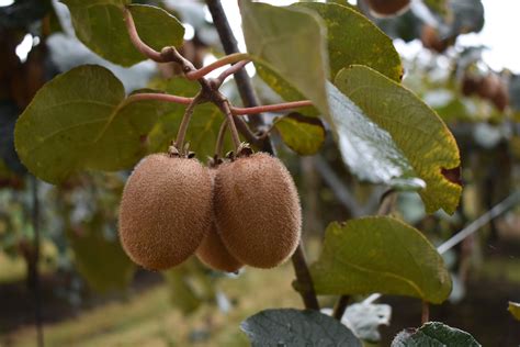 53000 Tons Of French Kiwis Expected This Year