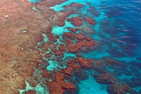 des coraux de la grande barrière victimes de blanchissement depuis Polynésie la ère