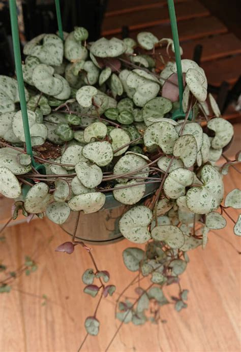 Plants And Seedlings Houseplants Rare Ceropegia Woodii Silver Glory