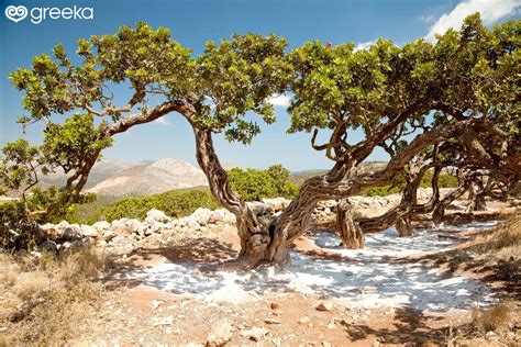 Mastic Trees Of Chios Island Greeka