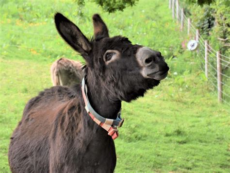 The Donkey Sanctuary Celebrates Its 50th Year Of Saving Donkeys Our