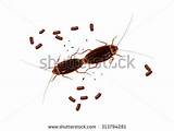 Cockroach Vector Photos
