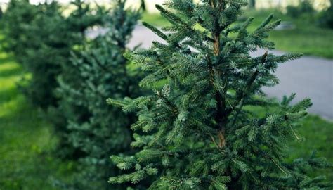 Do Pine Trees Need A Lot Of Water Complete Watering Guide