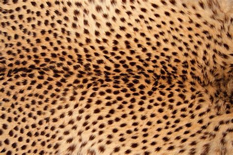 Cheetah Print Stock Photos Pictures And Royalty Free Images Istock