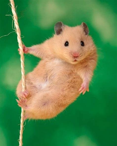 14 Pet Hamster Care Tips For Beginners In 2020 Cute Animals Funny Hamsters Cute Hamsters