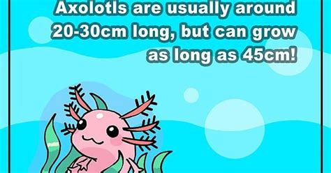 Axolotl Facts Facts Axolotl Funny Jokes