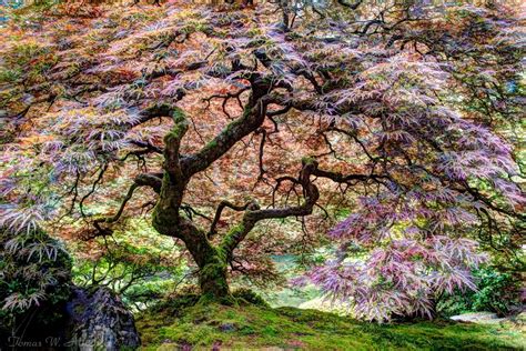 Image Result For Tree Of Life Japanese Plants Japanese Tree Tree Of