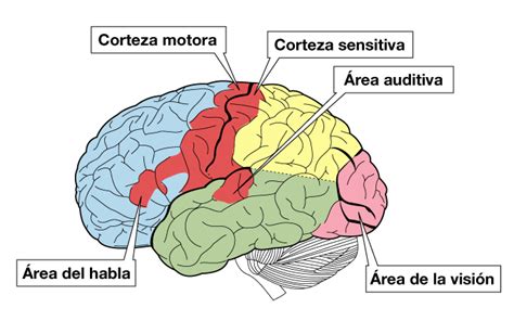 El Cerebro Generalidades De Cerebro