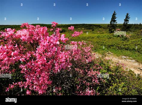 Dolly Sods Decked Out In Pink Azalea West Virginia Stock Photo Alamy