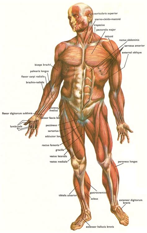 Skeletal Muscles And Muscle Groups