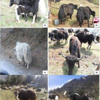 By clicking accept you consent to these technologies which will allow us and. (PDF) Indigenous rearing practices of Yak and its multipurpose uses in the Sikkim Himalayas