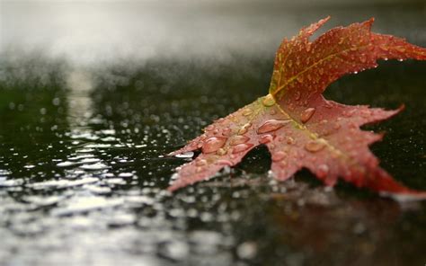 Wallpaper Leaves Nature Reflection Rain Branch