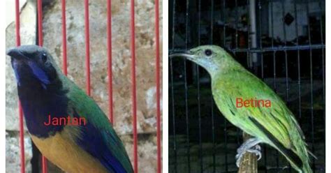Perbedaan lovebird betina dan jantan dari karakternya. Perbedaan Jantan/Betina Burung Decu Kembang - CIRI BURUNG ...