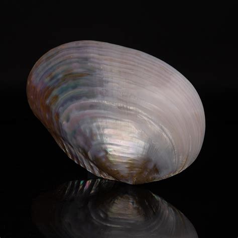 Genuine Pearl Clam Astro Gallery Touch Of Modern