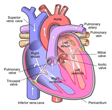 Diagram Of The Human Heart Croppedsvg