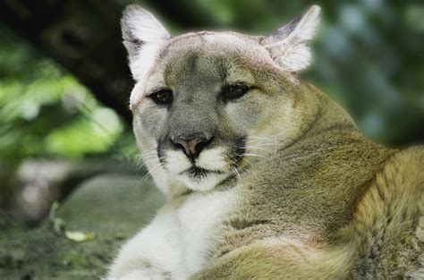 El Puma Oriental Ha Sido Declarado Oficialmente Extinto
