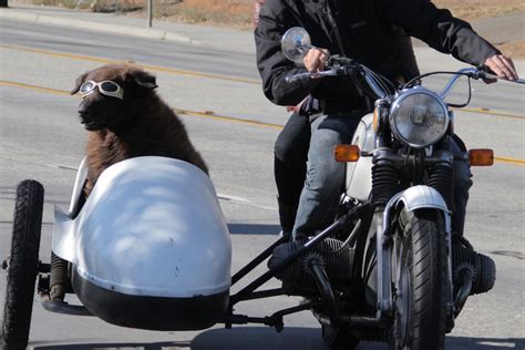 The Wacky And Real Story Of Sidecar Dogs