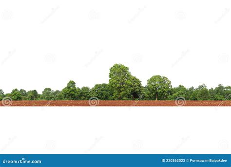 View Of A High Definition Treeline Isolated On A White Background Stock