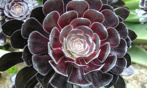 Crassulaceae (variété d'aeonium arboreum) description. Aeonium arboreum var atropurpureum Zwartkop - 'Schwarzkopf ...