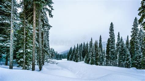 Snow Covered Trees And Deep Snow Pack In The High Alpine Stock Photo