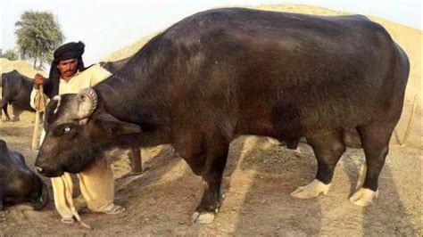 Pakistan Champion Bulls Of Nili Ravi Buffalo Breed Youtube