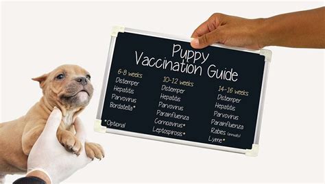 Puppy Shot Schedule A Detailed Guide On Vaccinating Puppies