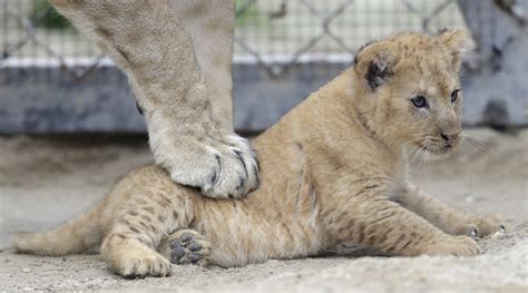 Three Rare Barbary Lion Cubs Born In Czech Zoo And Here Are Pictures Of