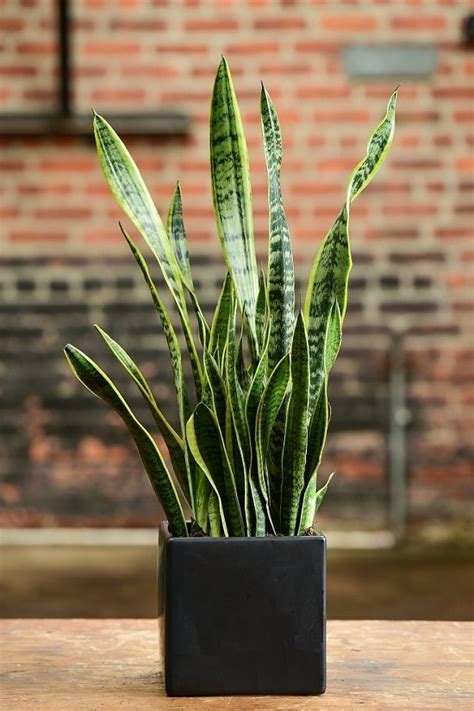 8 healthy benefits of indoor plants, according to horticulture experts. 7 Great Snake Plant Benefits Proven In Research & Studies ...