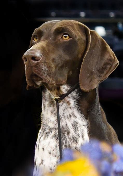 Westminster Dog Show 2016 Cj The German Shorthaired Pointer Wins Best