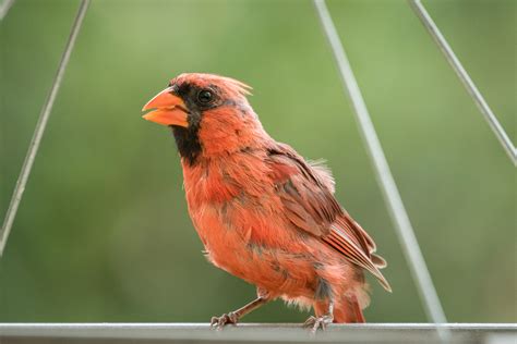 Molting Cardinal In My Backyard Great Bird Pics