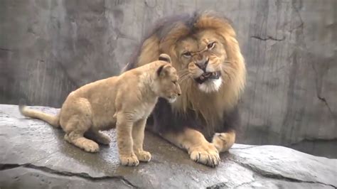 Lion Cubs Meet Dad Random Entertainment Videos Youtube