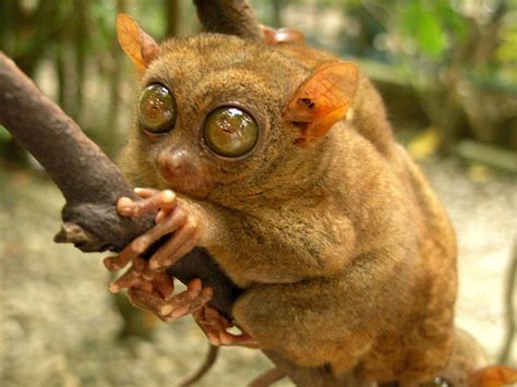 17 Best Images About Primates Prosimians On Pinterest Madagascar