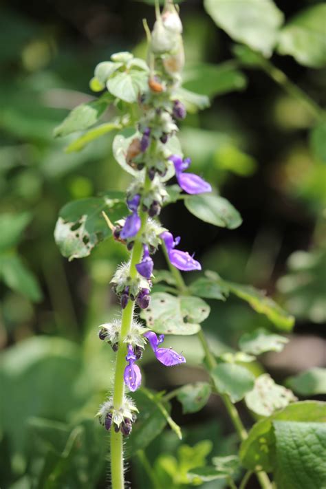 4 questions with answers in PLECTRANTHUS | Science topic
