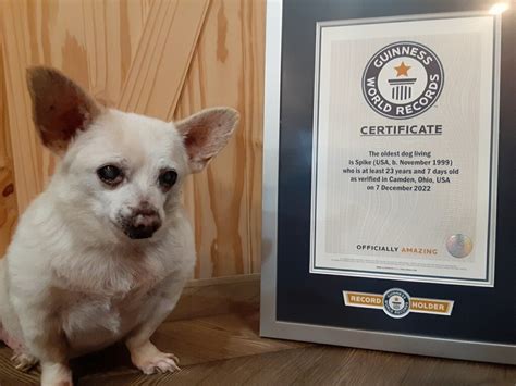 Spike De A Os El Perro M S Viejo Del Mundo Tiene R Cord Guinness