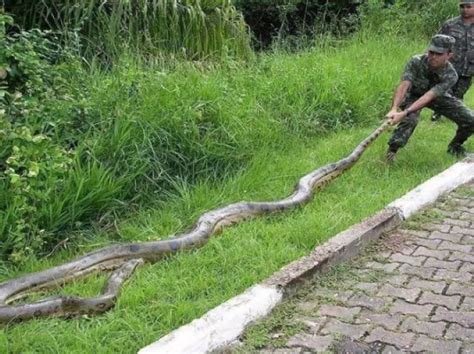 Largest Green Anaconda Ever Recorded Bxemesh