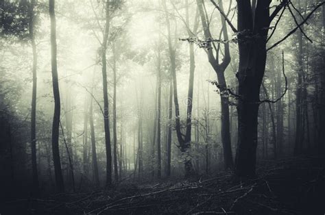 Spooky Halloween Scene In Haunted Forest Stock Photo Image Of Forest