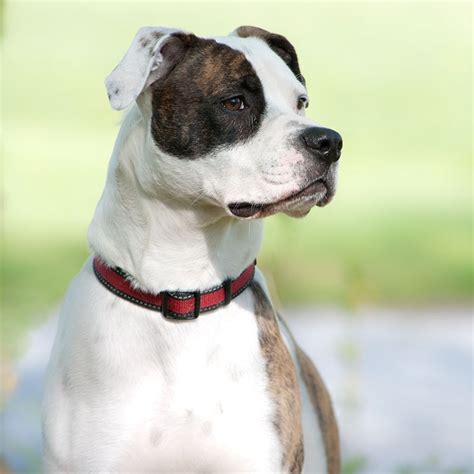 Weight pulling and conformation dogs, pups available occasionally to located in northeastern south carolina, we are dedicated to promoting and protecting the integrity of the american bulldog one bulldog at a time. Pin by Debbie Barnett on Now that's a bunch of Bull...Dog ...