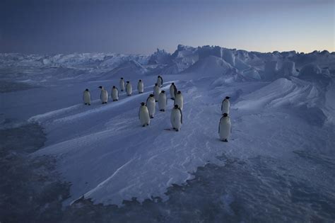 Expédition Antarctica Par Vincent Munier And Laurent Ballesta