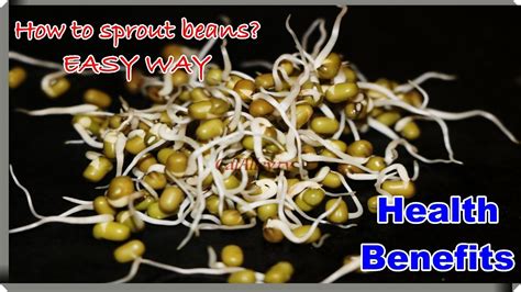 how to sprout mung beans and health benefits youtube