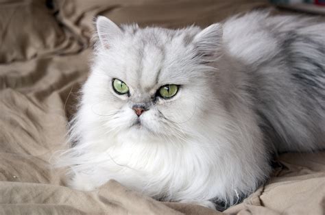 We have white persian kittens with green eyes, silver and blue persian kittens available. 31 Most Beautiful Persian Cat Pictures And Photos