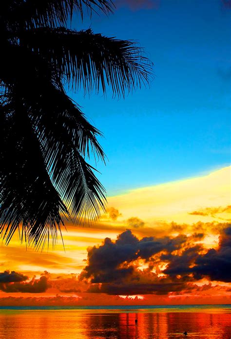 Lovely Tropical Sunset Wallpaper For Iphone 11 Pro Max X 8 7 6