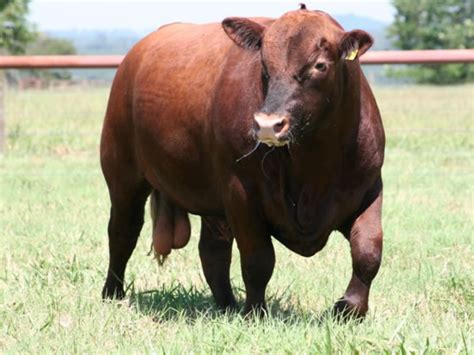 Laboratorios richmond división veterinaria recibió las visitas del sag de chile y de senasa. Productos Veterinarios - Perulactea