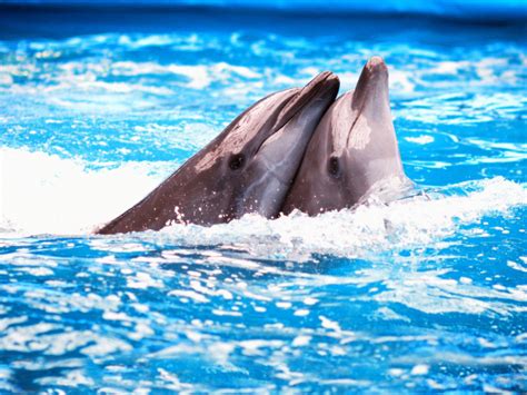 Пара дельфинов в голубой воде обои для рабочего стола картинки фото