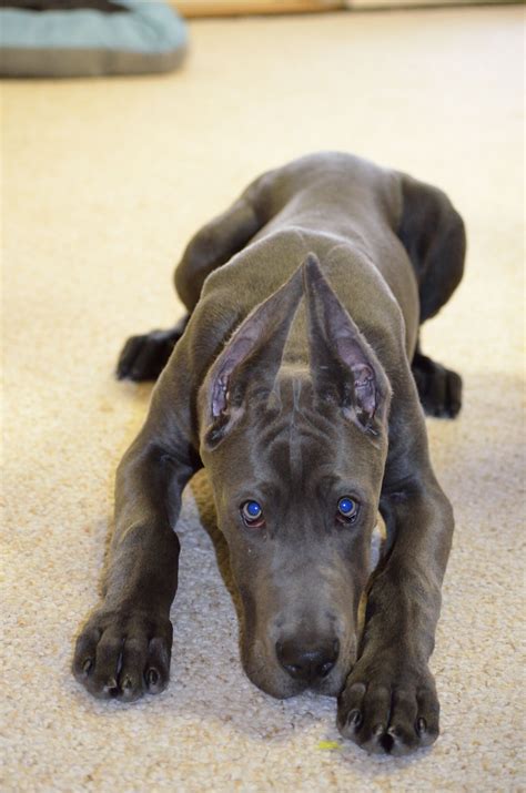 Blue Great Dane Puppy 18 Weeks Karma Cropped Ears Great Dane