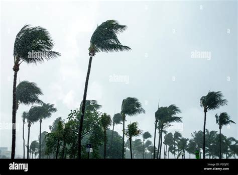Miami Palm Trees Storm Hi Res Stock Photography And Images Alamy
