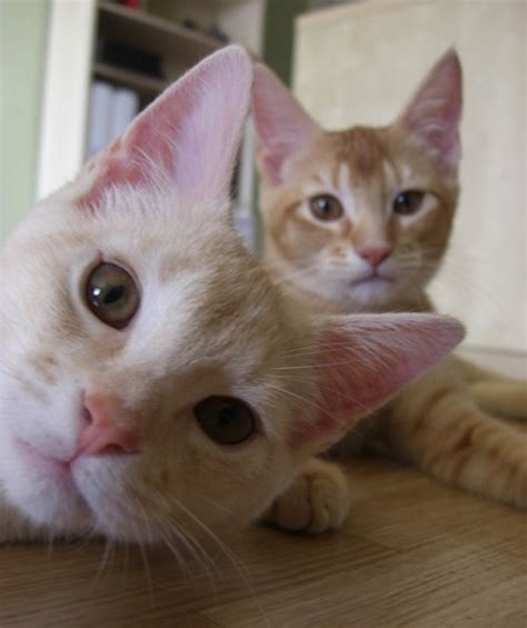 Funny Animals 22 Photobombs By Cats Amazing Creatures