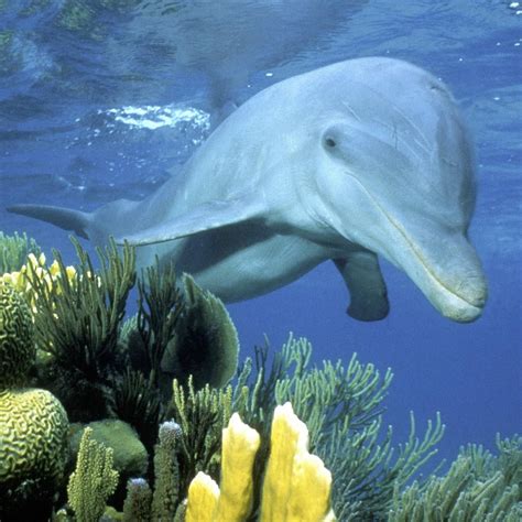 Adopt An Animal Today Wwf Dolphin Images Endangered Animals