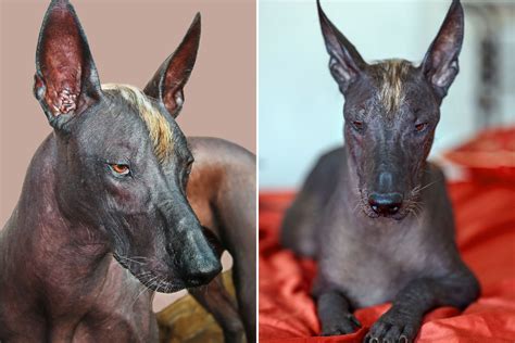 Statue Like Dog Breed From Ancient History Stuns Internet Anubis