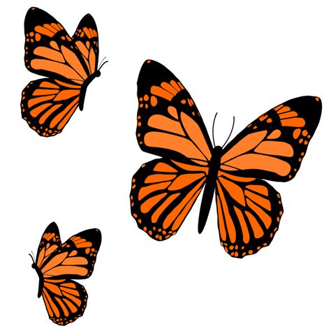 Monarch Butterflies Design 24134721 Png