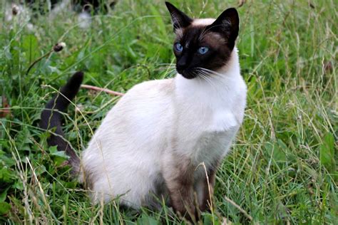 Balinese Cat Breed Profile Traits Personality Care Facts Catbounty